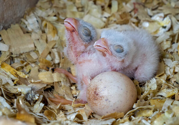 baby birds smaller