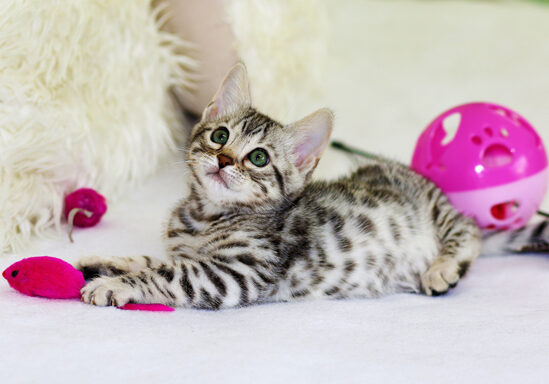 kitten with toys small