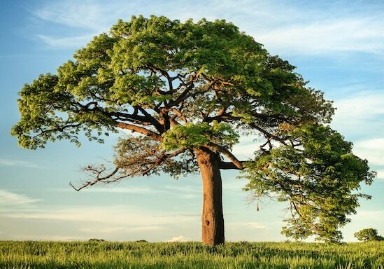 niko-photos-tGTVxeOr_Rs-unsplash